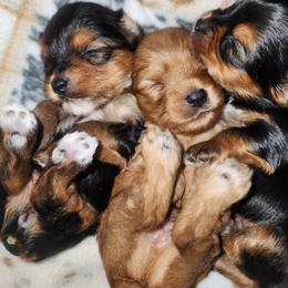 Yorkshire Terrier Puppies from Willow's Standards