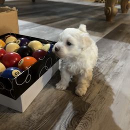 Wrangler - White male Havanese puppy in Laurel, Indiana from Honey-Bee Home Havanese