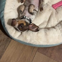 Dachshund Puppies from SouthernMama Doxies
