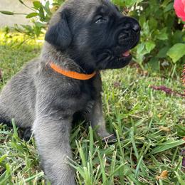 Mastiff Puppies from Treasure Coast Mastiffs