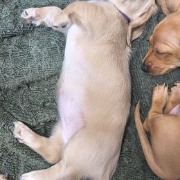 Dachshund Puppies from Costal Cream Doxies