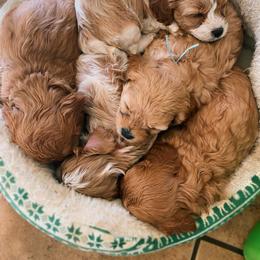 Cavapoo puppies from Home Grown Puppies