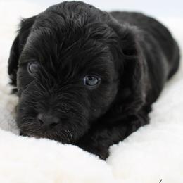 Starburst - Black female Havapoo puppy in Hendersonville, North Carolina from Grayfinn House