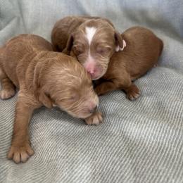 Boy 3 - Red  male Goldendoodle puppy in Glendale, Arizona from Follow Your Bliss Doodles