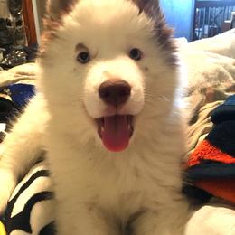Siberian Husky Puppies from Arctic Circle Kennels