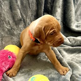 Orange Boy - Red golden male Vizsla puppy in Foley, Alabama from Paula's South Bama Vizslas