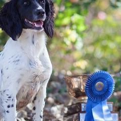 English Cocker Spaniels and English Springer Spaniels from PrairieRose Gundogs - Premium Field Bred Spaniels