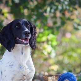 English Cocker Spaniels and English Springer Spaniels from PrairieRose Gundogs - Premium Field Bred Spaniels