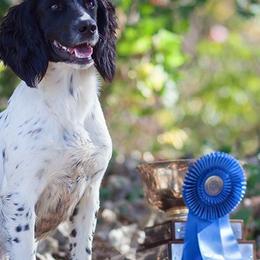 English Cocker Spaniels and English Springer Spaniels from PrairieRose Gundogs - Premium Field Bred Spaniels