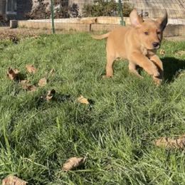 Labrador Retriever Puppies from Yates Family Labs