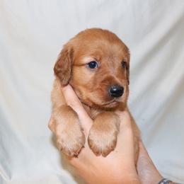 Earl - Dark golden male Golden Retriever puppy in New Weston, Ohio from Bertke AKC Golden Retrievers and Bernese Mountain Dogs