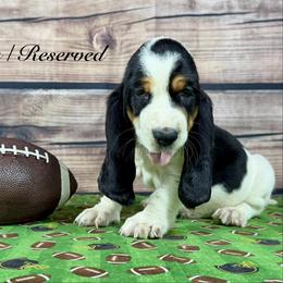Smoky - Black white and brown male Basset Hound puppy in Dingess, West Virginia from Tuckers' Howling Hounds