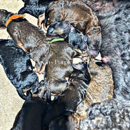 Boy 3 - Phantom male Poodle puppy in Fort Calhoun, Nebraska from Devin’s Purple Poodles