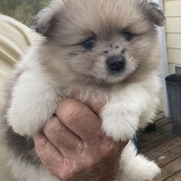 Jilles - Tri-colored Pomeranian puppy in Candler, North Carolina from Carolyn's Pomeranians