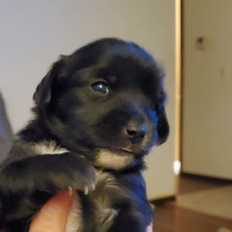 Chihuahuas from Lynda pups
