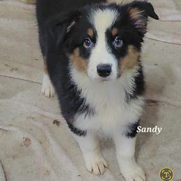 SANDY - Black tri-color female Australian Shepherd puppy in Elk Creek, Missouri from Hearts on Fire Australian Shepherds