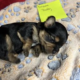 Buddy -Brown - Black and gold male Yorkipoo puppy in Clover, South Carolina from Cudi’s Buddies
