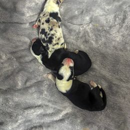 Border Collie Puppies from Wandering Meadows Farm