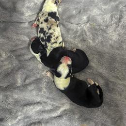 Border Collie Puppies from Wandering Meadows Farm