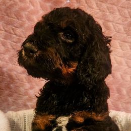 Goldendoodles and Poodles from PNW Puppies