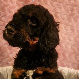 Goldendoodles and Poodles from PNW Puppies