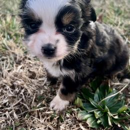 Eden - Black tri female Toy Australian Shepherd puppy in Miami, Oklahoma from HighEnd Aussies