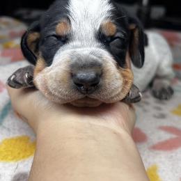 Thicket - Blue ticked and tan male Bluetick Coonhound puppy in Wolf Creek, Oregon from Dejah Bleu Kennels