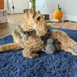 Boudica - Airedale Terrier