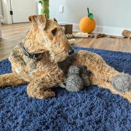 Boudica - Airedale Terrier