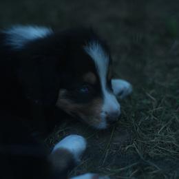 Yukon - Black tri-color male Australian Shepherd puppy in Altmar, New York from E&C Australian Shepherds