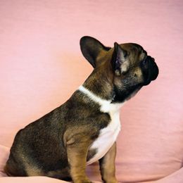 French Bulldog Puppies from Snuggle Buddy French Bulldogs