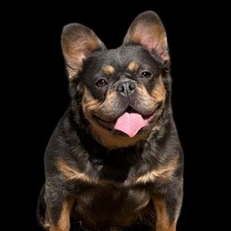 Talli - French Bulldog