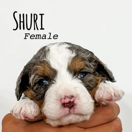 Girl 3 - Blue merle female Bernedoodle puppy in Flagstaff, Arizona from Gunstock Doodles