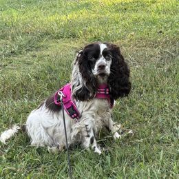 Millie - Cocker Spaniel