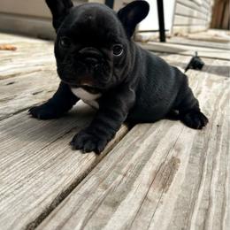Sarah - Brindle and white female French Bulldog puppy in Greenfield, Missouri from Hope Mountain French Bulldogs