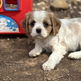 Cavalier King Charles Spaniel, Cavapoo, and Dachshund Puppies from Love Some Dogs Dachshunds & Cavalier King Charles Spaniels,Cavapoos