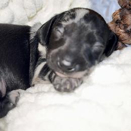Onyx - Black male Dachshund puppy in Atwater, California from Jes & 3 weens