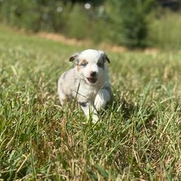 Bahama - Blue merle male Miniature Australian Shepherd puppy in Greenville, South Carolina from QC Homestead Miniature Australian Shepherds