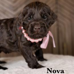 Nova - Chocolate female Australian Labradoodle puppy in Citrus Heights, California from Elite Blend Labradoodles