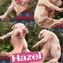 HAZEL - Chocolate and white female Great Dane puppy in Wellsville, New York from Prophecy Danes