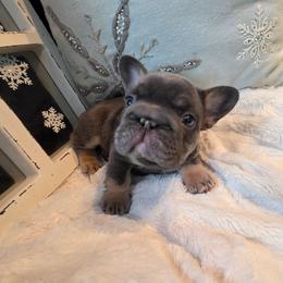 Iduna - Blue fawn female French Bulldog puppy in Columbia Falls, Montana from Glacier French Bulldogs of Montana