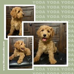 Goldendoodle Puppies from iWantaDoodle