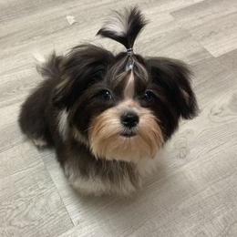 Sharky - Morkie