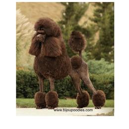 Gucci - Poodle