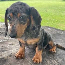 Zeke - Dapple male Dachshund puppy in Industry, Illinois from KDKs Kennels