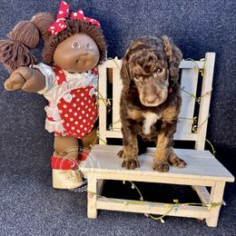 Jolene - Phantom female Poodle puppy in Hampton, Georgia from Fancy Southern Standards