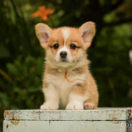 Orange Boy - Red male Pembroke Welsh Corgi puppy in Penobscot, Maine from Corgi Bliss Pembroke Welsh Corgis