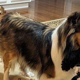 Music - Shetland Sheepdog