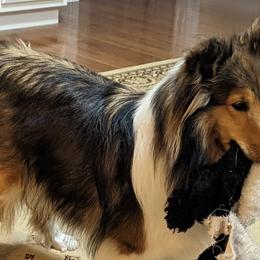 Music - Shetland Sheepdog