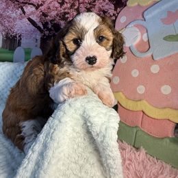 Elijay - Red sable Havanese puppy in Clermont, Florida from Country Sweet Havanese and Creative Coaching